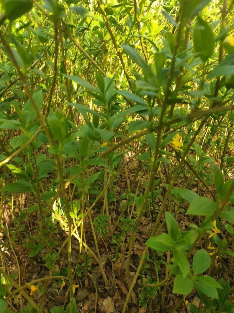 【连翘苗】药连翘，连翘，连翘花，连翘苗