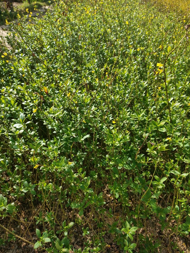 【连翘苗】药连翘，连翘，连翘花，连翘苗