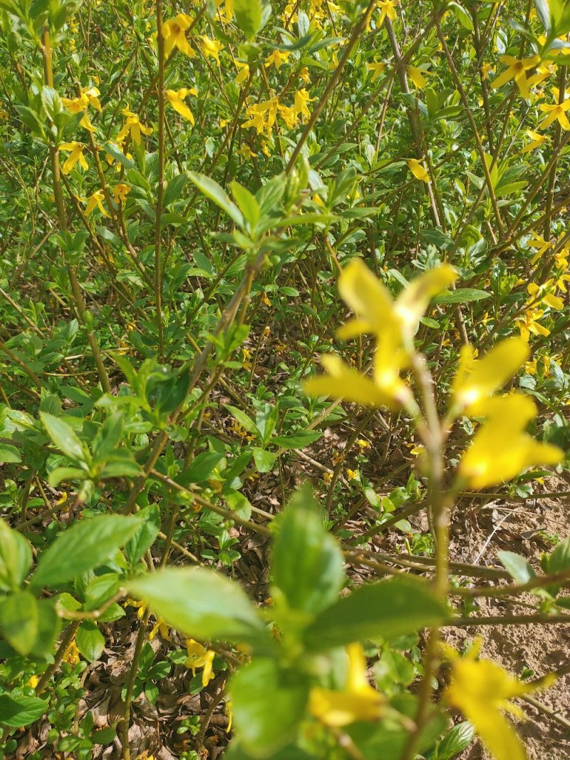 【连翘苗】药连翘，连翘，连翘花，连翘苗