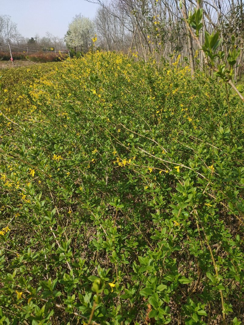 【连翘苗】药连翘，连翘，连翘花，连翘苗