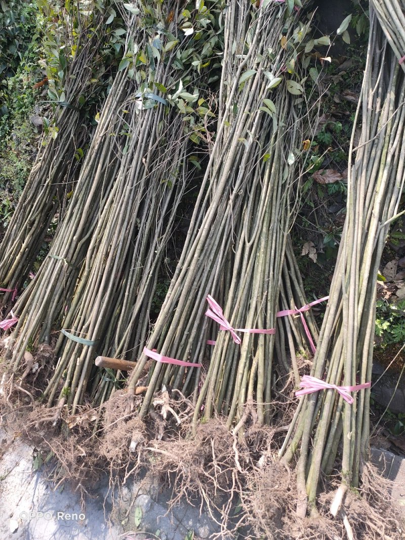 贵州大叶女贞冬青出售