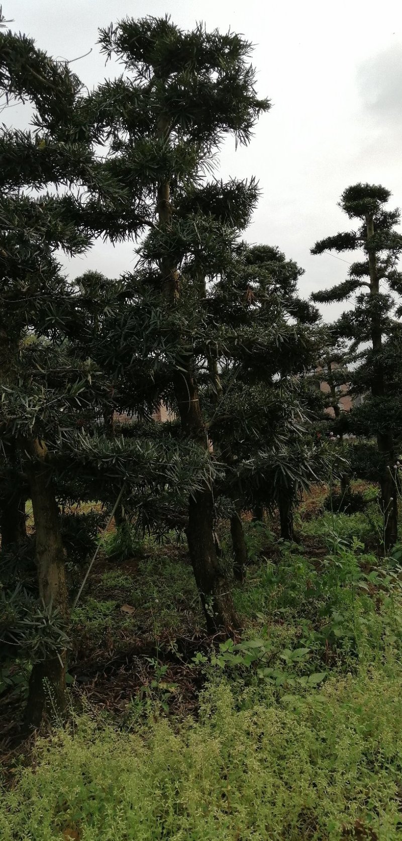 罗汉松盆景