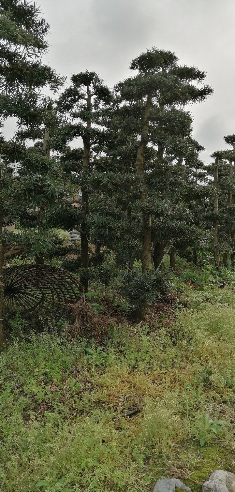 罗汉松盆景