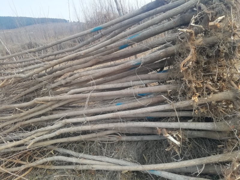 五角枫自己的3至10公分大量有货价格公道欢迎咨询