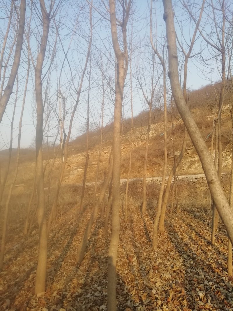 五角枫自己的3至10公分大量有货价格公道欢迎咨询