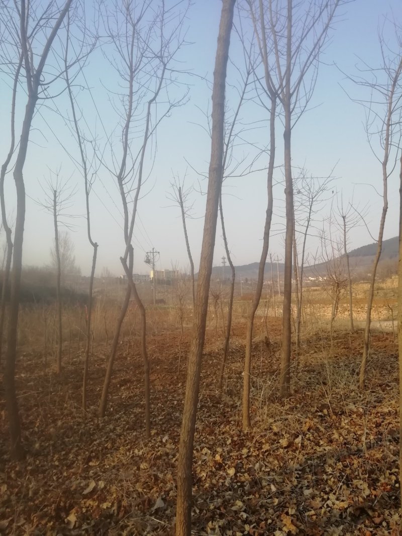 五角枫自己的3至10公分大量有货价格公道欢迎咨询