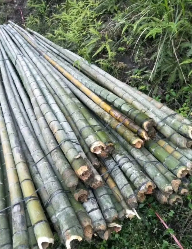竹竿毛竹楠竹蔬菜架水果支架各种规格竹子