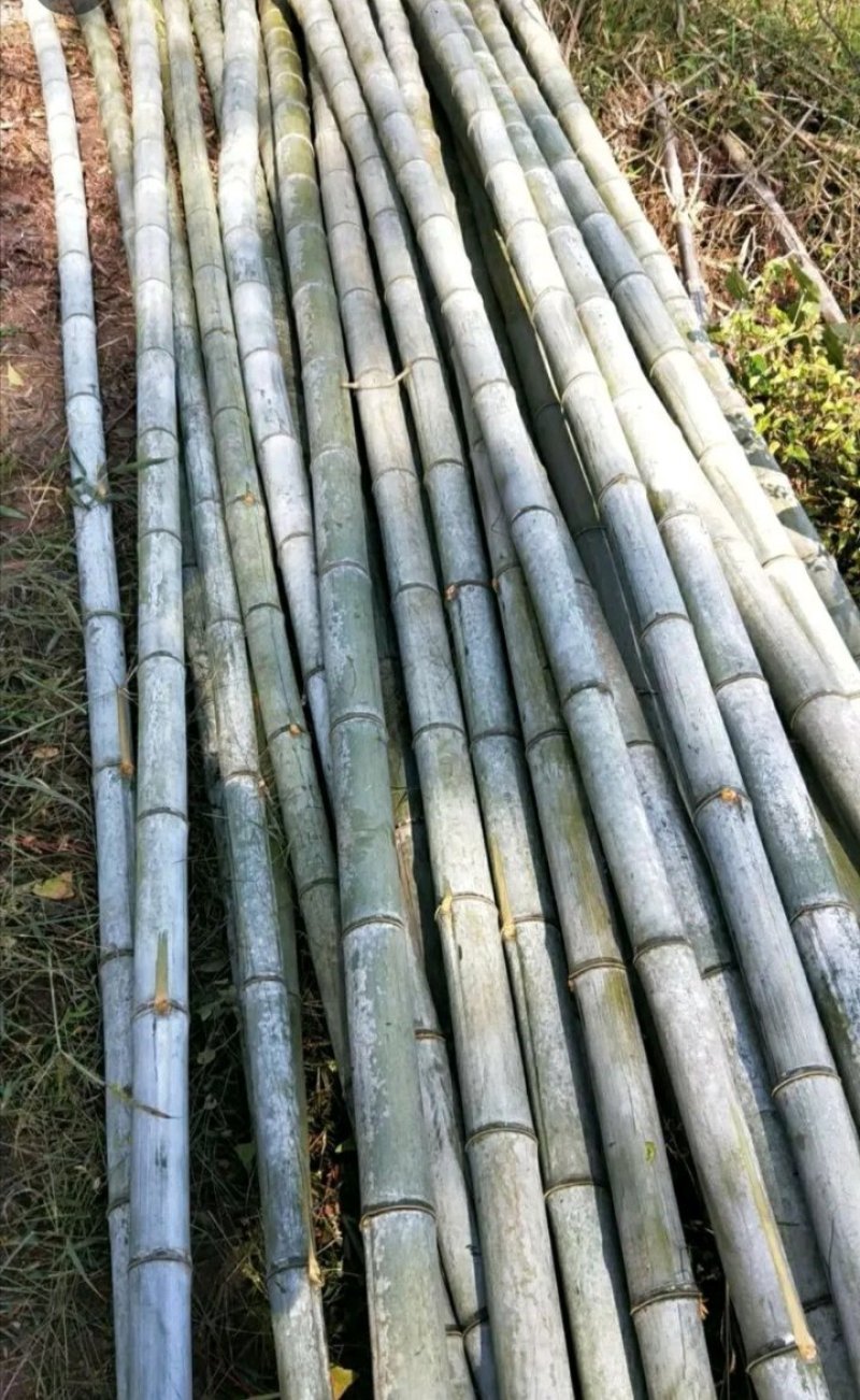 竹竿毛竹楠竹蔬菜架水果支架各种规格竹子