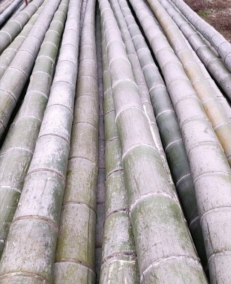 竹竿毛竹楠竹蔬菜架水果支架各种规格竹子