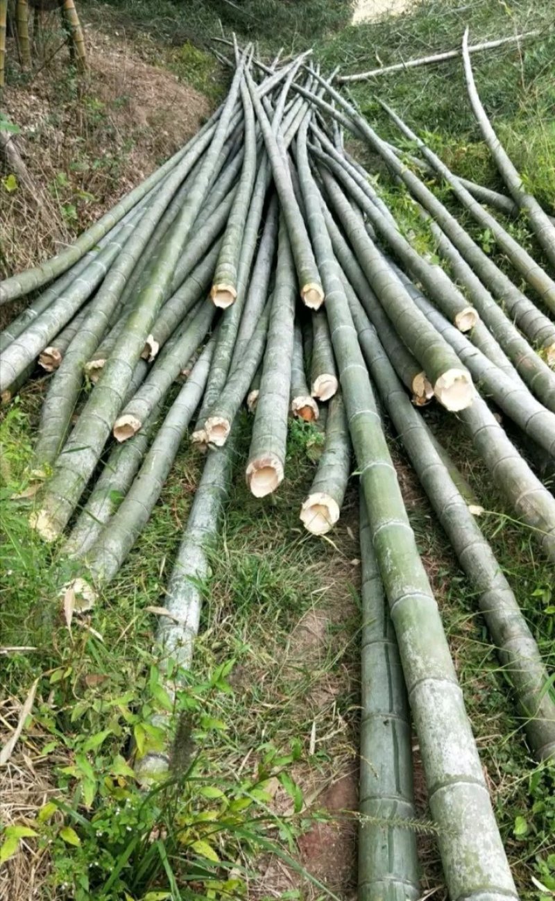 竹竿毛竹楠竹蔬菜架水果支架各种规格竹子