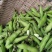 胡豆蚕豆兰花豆四川胡豆大量上市中胡豆