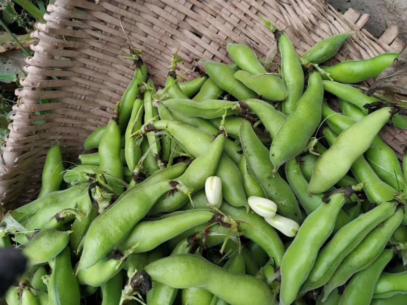 胡豆蚕豆兰花豆四川胡豆大量上市中胡豆