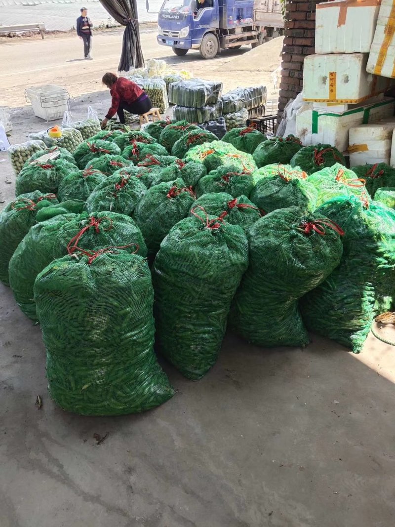 胡豆蚕豆兰花豆四川胡豆大量上市中胡豆