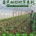 竹制品，蔬菜架，水果架，冬瓜架，豆豆架！