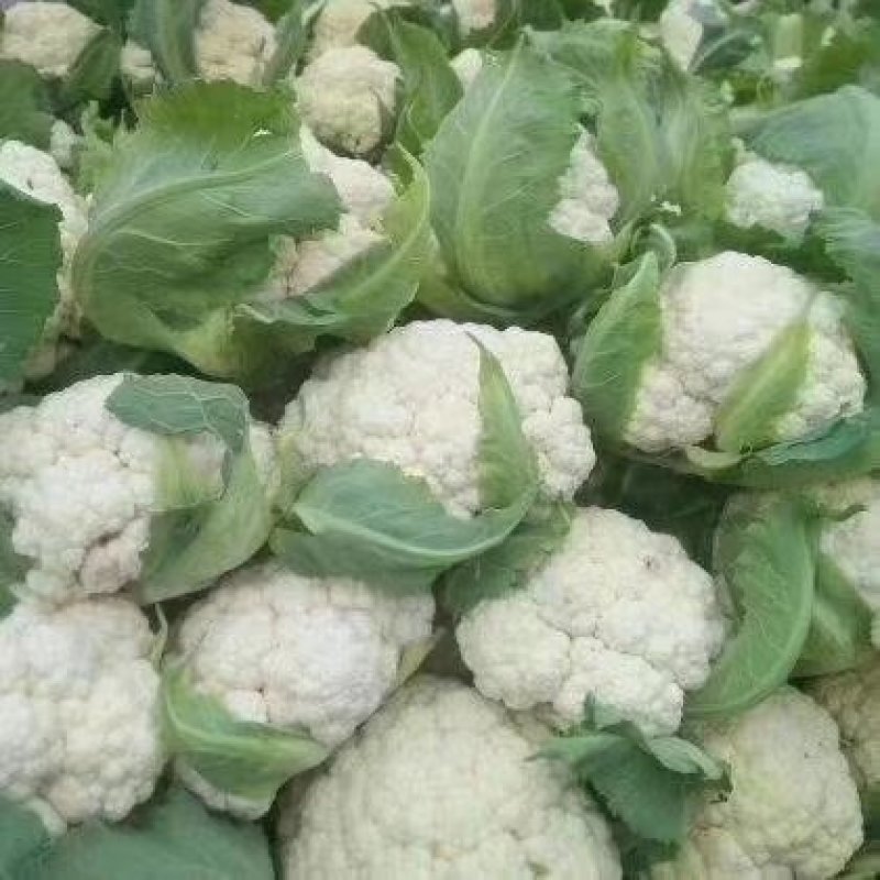 山东花菜优质菜花产地直供货源充足保质保量欢迎实地考察