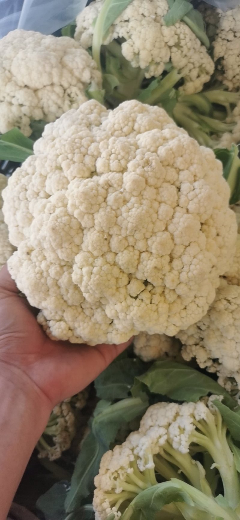 山东花菜优质菜花产地直供货源充足保质保量欢迎实地考察