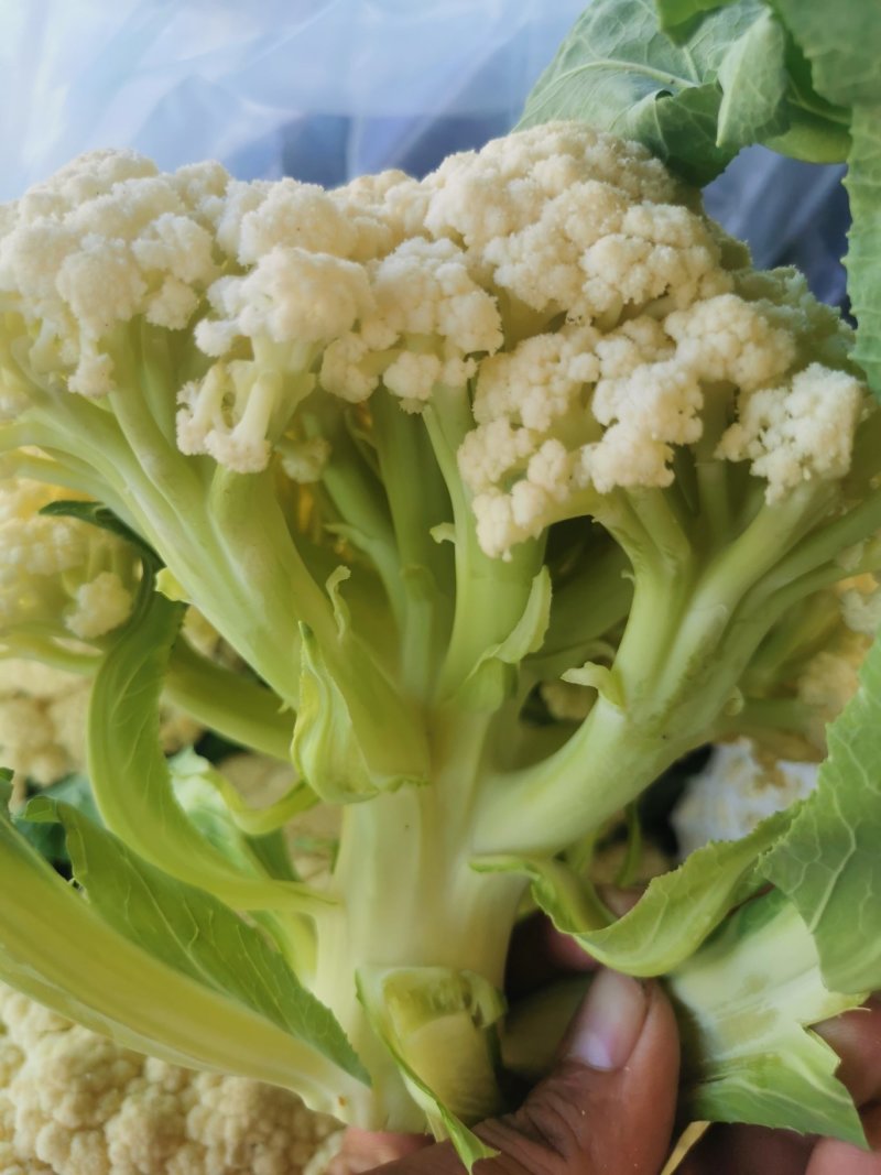 山东花菜优质菜花产地直供货源充足保质保量欢迎实地考察