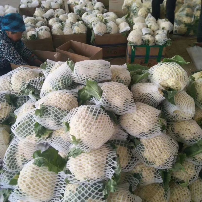 山东花菜优质菜花产地直供货源充足保质保量欢迎实地考察