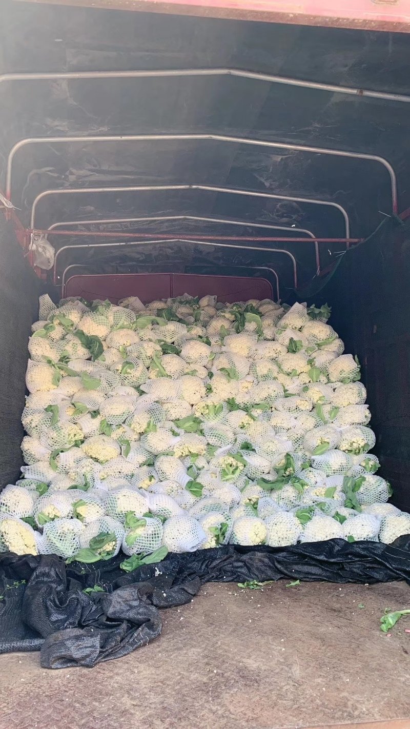 山东花菜优质菜花产地直供货源充足保质保量欢迎实地考察