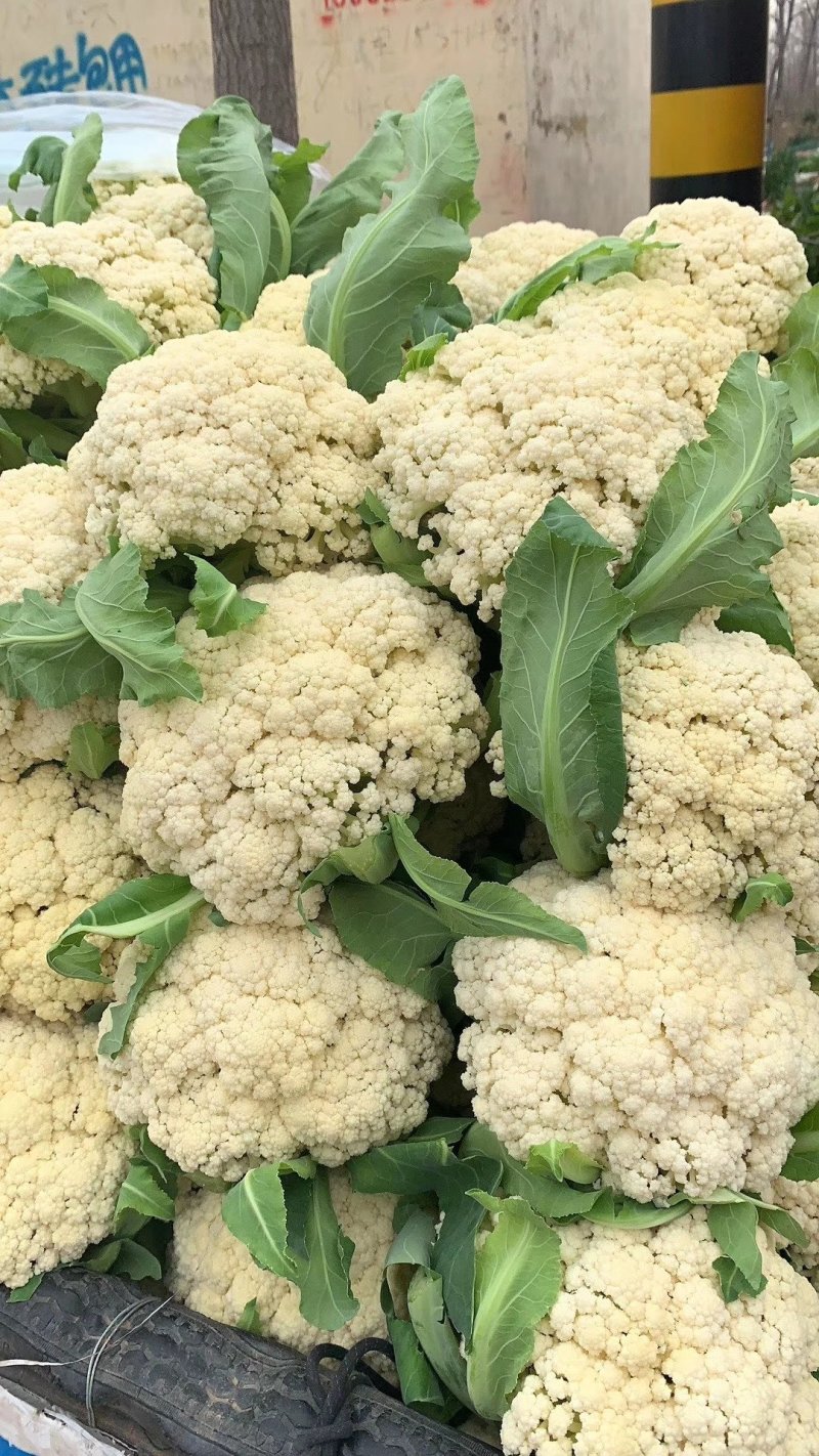 山东花菜优质菜花产地直供货源充足保质保量欢迎实地考察