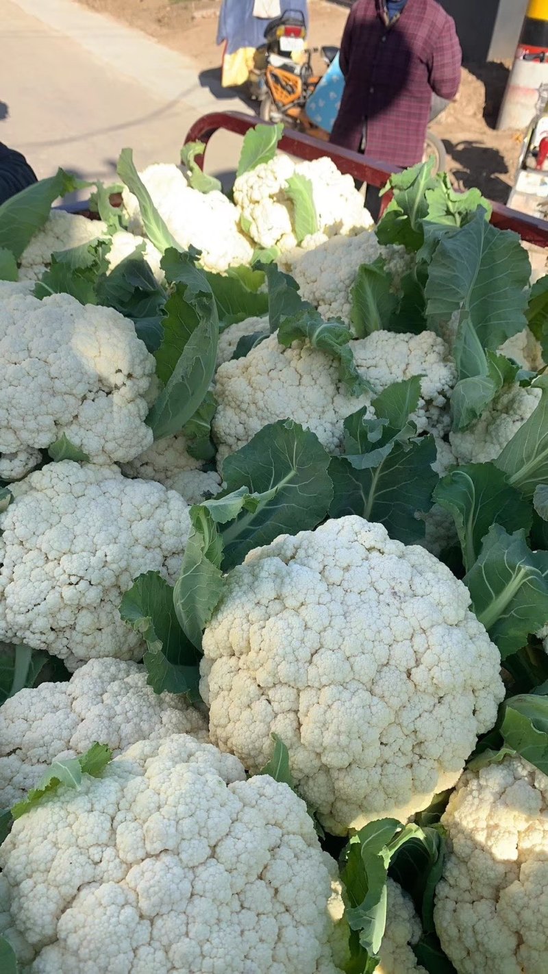 山东花菜优质菜花产地直供货源充足保质保量欢迎实地考察