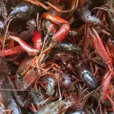 洪泽湖优质特产小龙虾