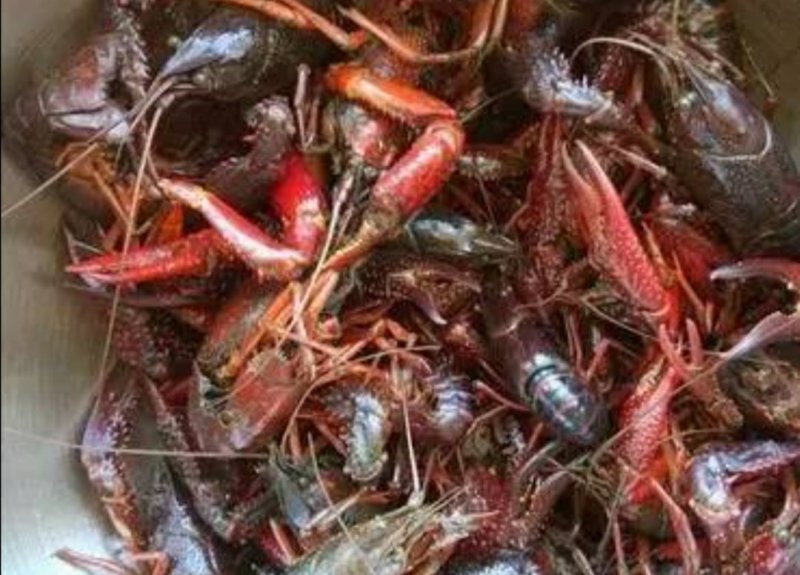 洪泽湖优质特产小龙虾