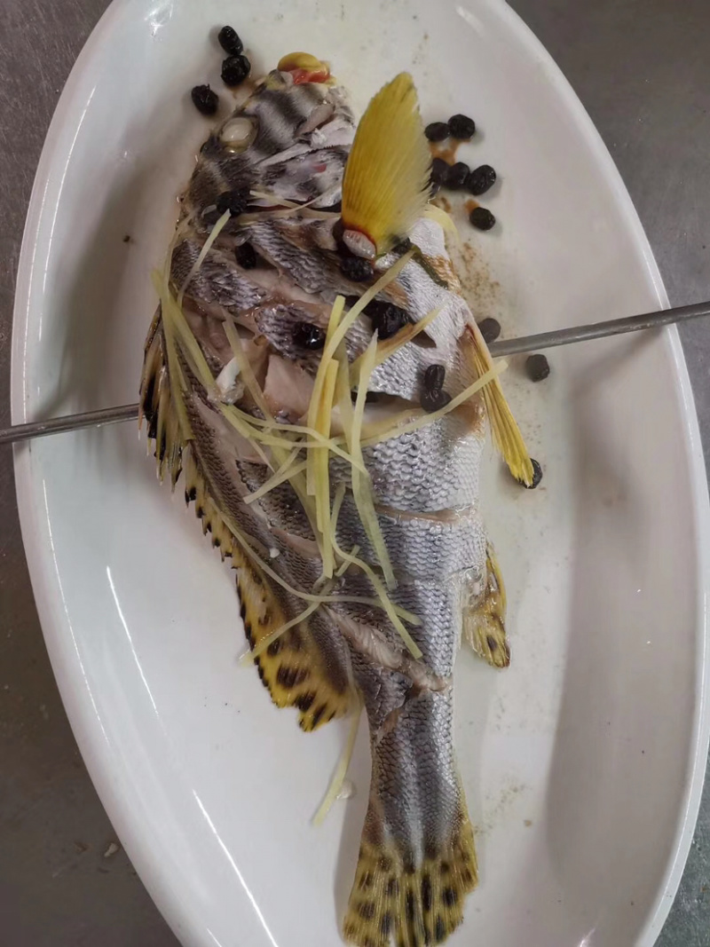 水产海南西沙海域斑马鲷鱼