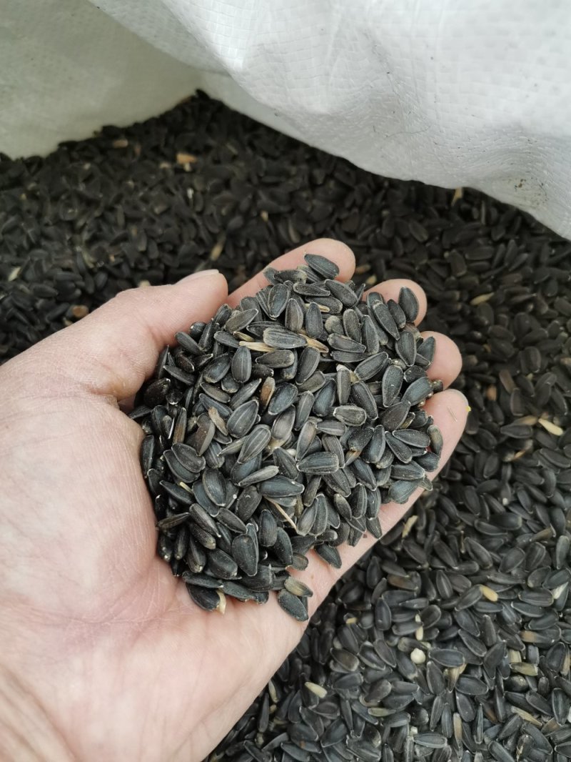 新疆本地油葵籽，饱满度较好，油色金黄透亮香味儿好。