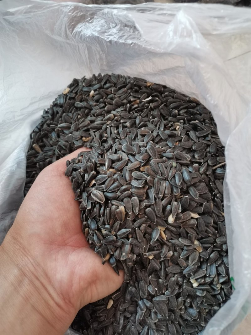 新疆本地油葵籽，饱满度较好，油色金黄透亮香味儿好。