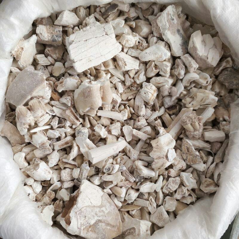 龙齿，白龙齿，常年批发供应，正品白龙齿