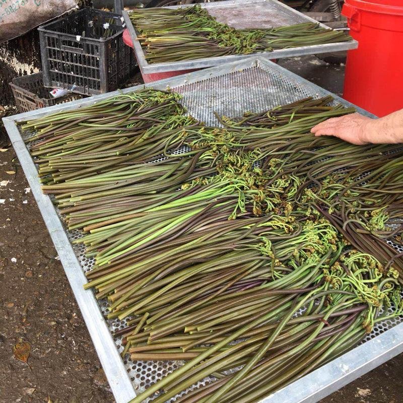 湘西山卡拉野生蕨菜大量批发零售