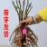 正宗洛阳牡丹花苗，大重瓣花卉绿植物，盆栽室内外庭院栽种植