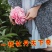 正宗洛阳牡丹花苗，大重瓣花卉绿植物，盆栽室内外庭院栽种植
