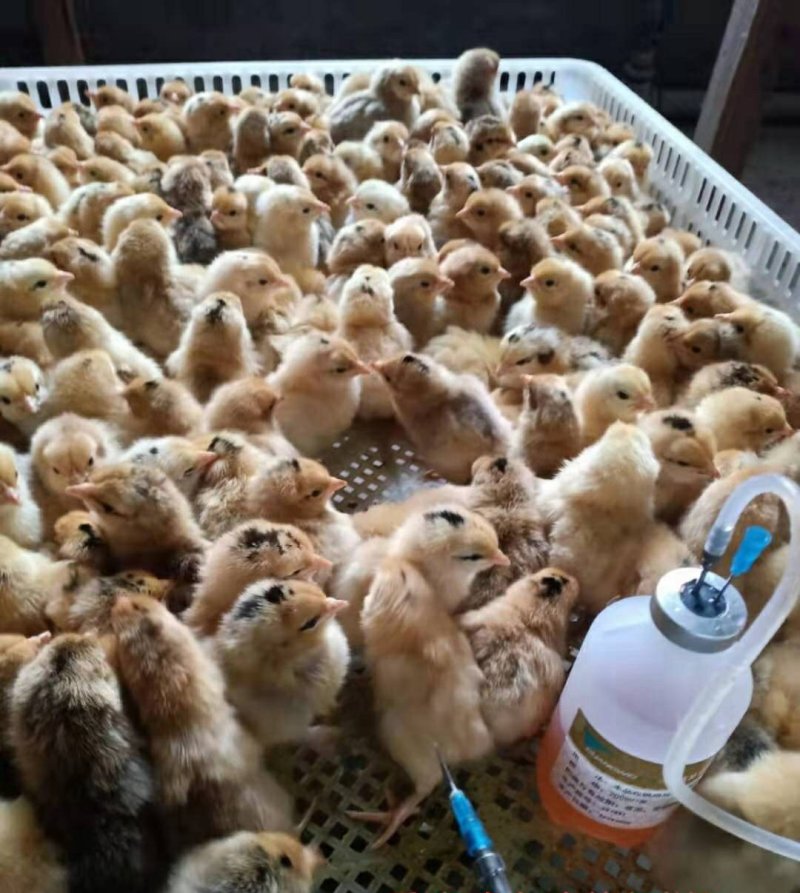 好鸡产好蛋品质看得见；好蛋孵好鸡养殖好管理。