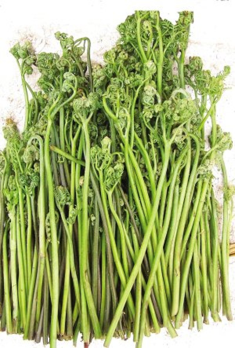 蕨菜