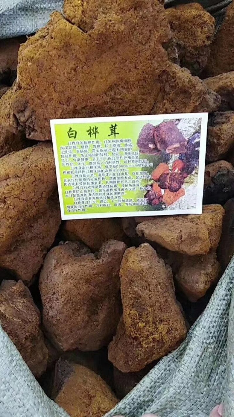 桦树葺产地直销可视频，药效好，无杂质，无砂粒