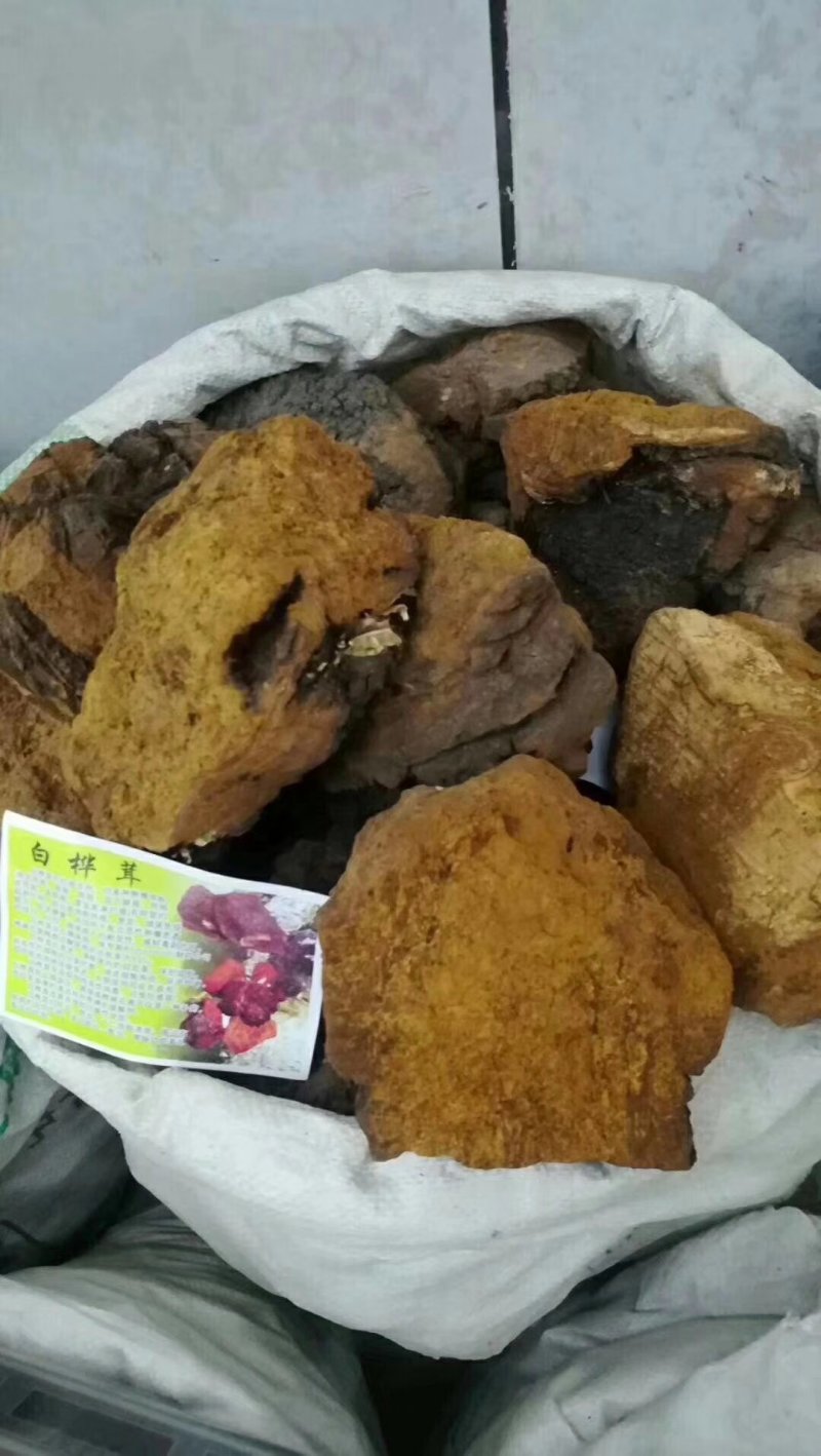 桦树葺产地直销可视频，药效好，无杂质，无砂粒