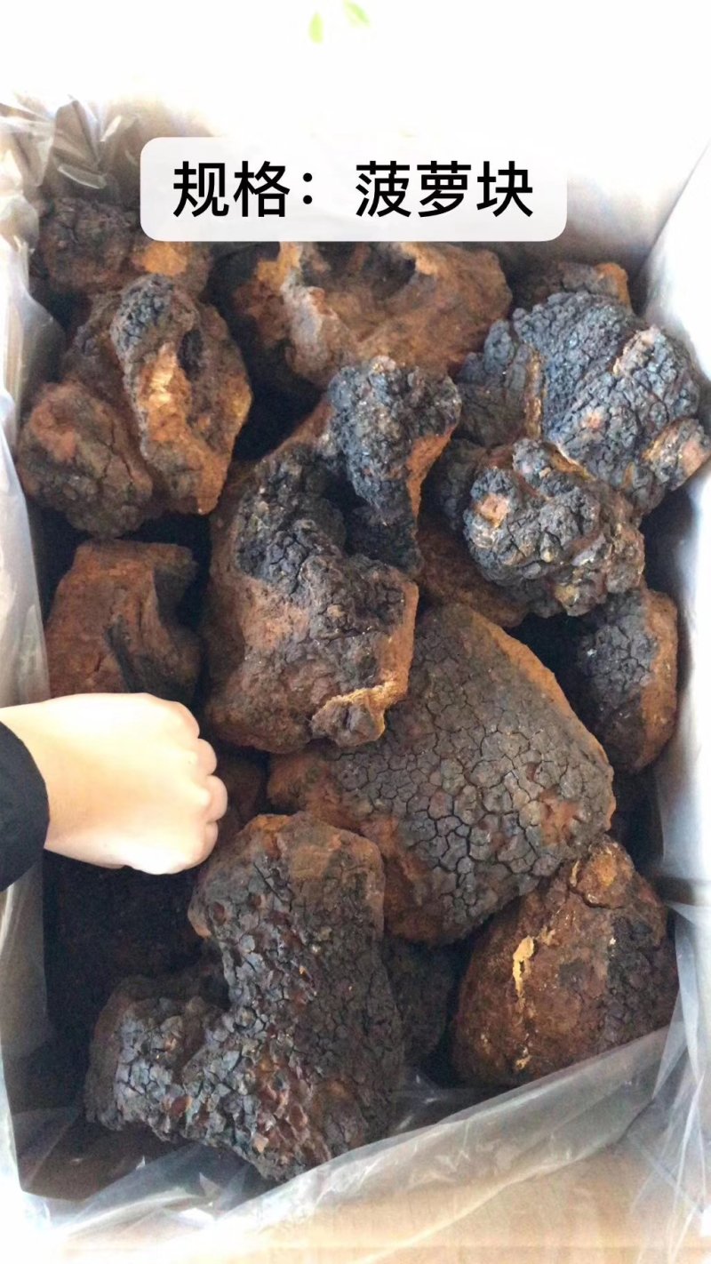桦树葺产地直销可视频，药效好，无杂质，无砂粒