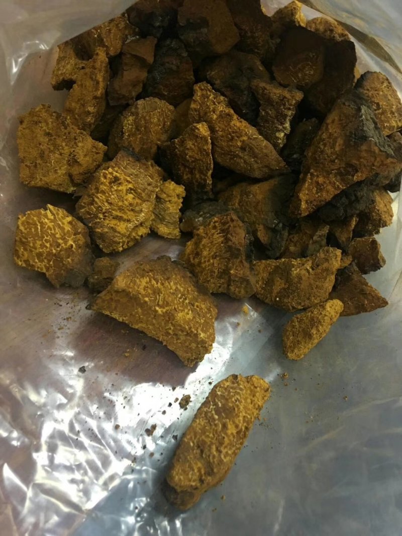 桦树葺产地直销可视频，药效好，无杂质，无砂粒
