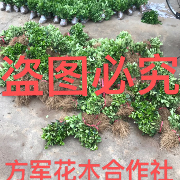 卫矛免费包邮保湿发货确保苗木新鲜到家基地直销提供发票