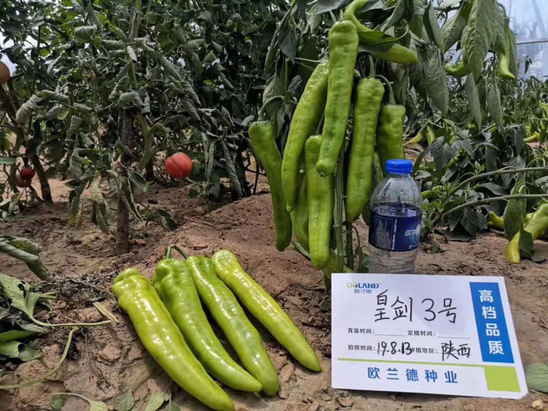 欧兰德皇剑3号辣椒黄皮椒抗ty病毒粗牛角椒