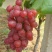 正宗无籽红提苗，当年结果，美国红提葡萄苗，四季种植