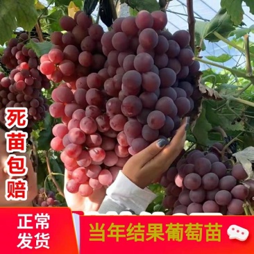 正宗无籽红提苗，当年结果，美国红提葡萄苗，四季种植