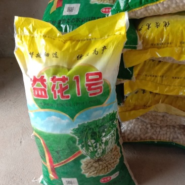 花生种子