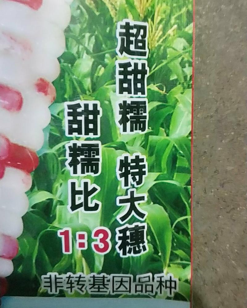 天贵糯937口感型大棒鲜食玉米种子200克