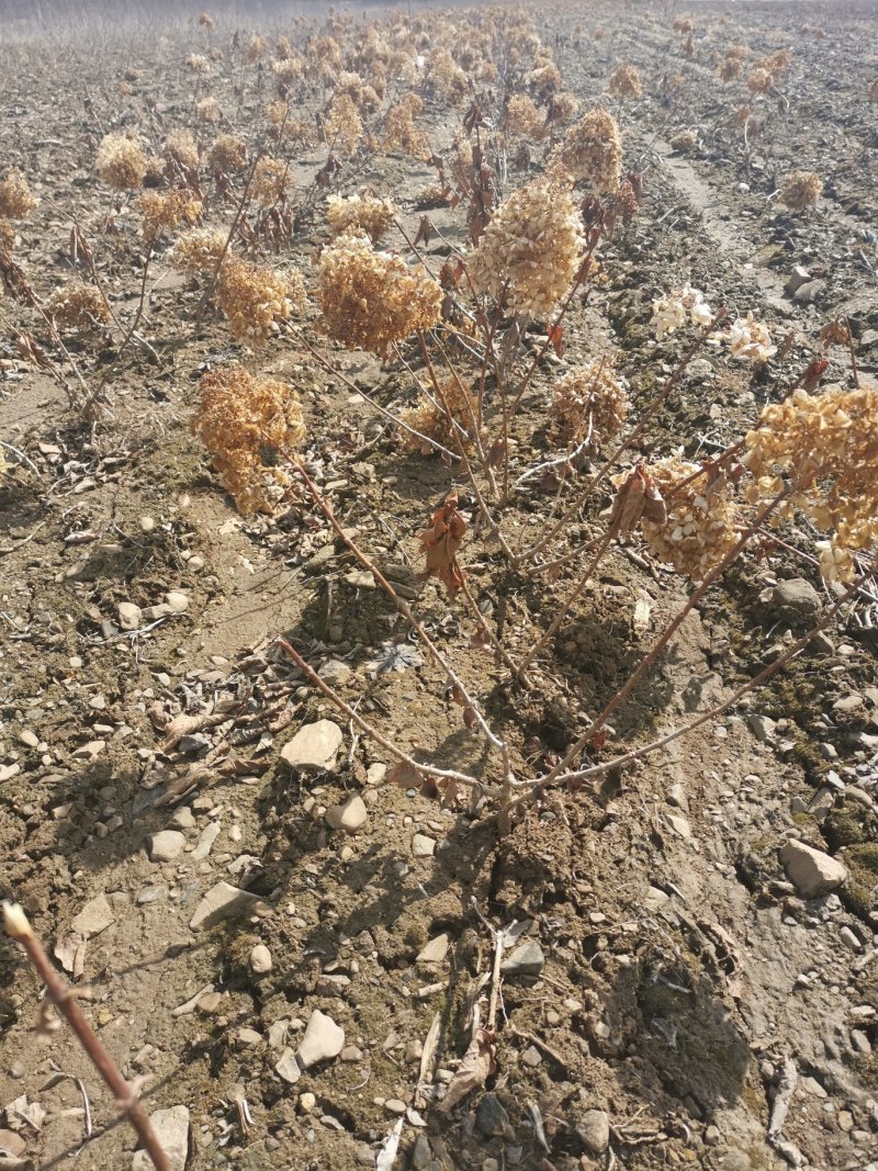 木绣球大花水亚木扦插苗热卖中全国快递邮寄