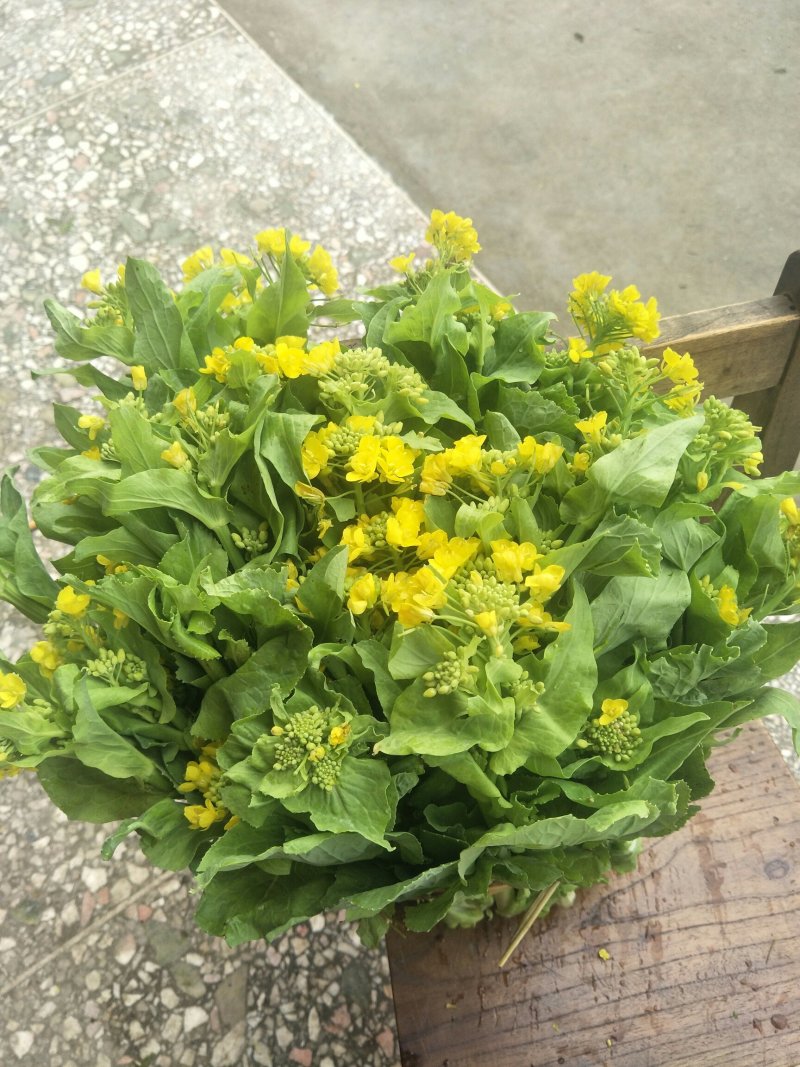白菜心，白菜苔，独特气候，现已大量上市价格便宜
