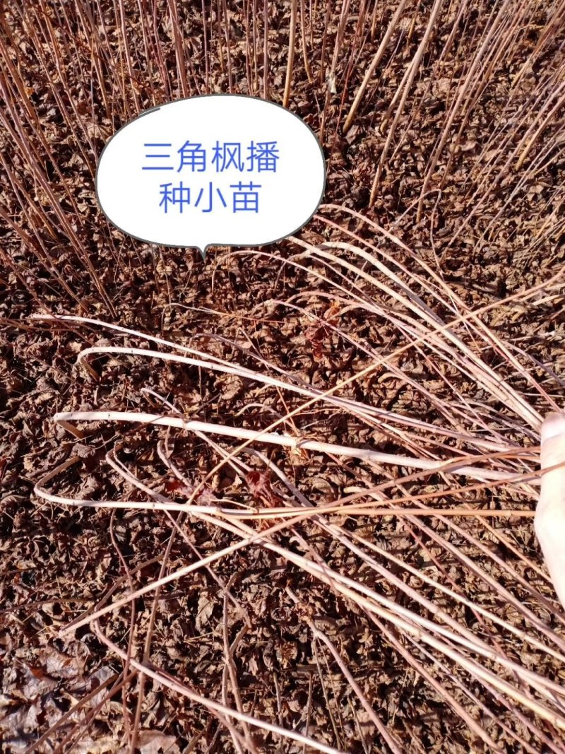 三角枫茶条槭播种苗大量供应价格合理欢迎订购质量保证