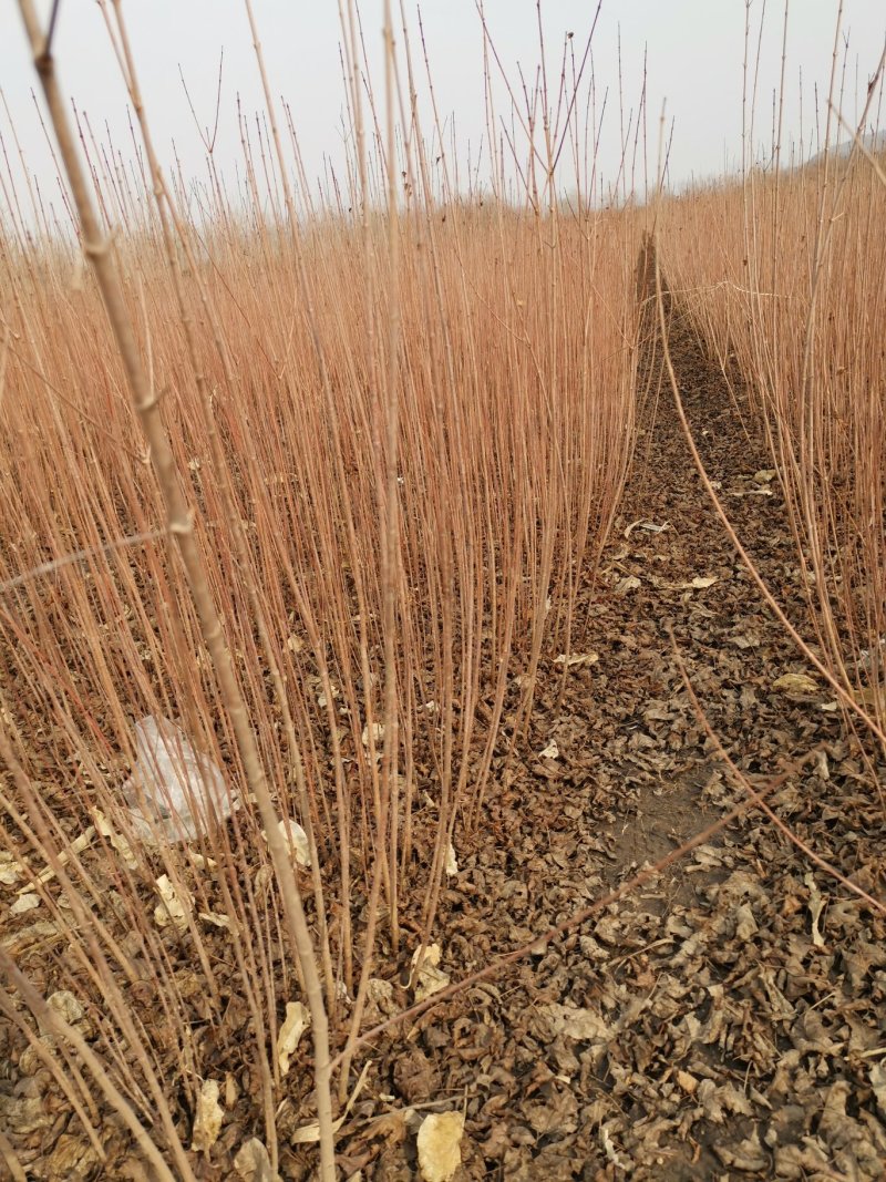 三角枫茶条槭播种苗大量供应价格合理欢迎订购质量保证